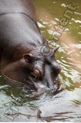 Hippo # 2